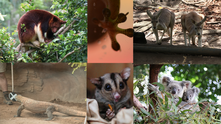 Collage of some animals we use as subjects in our research on animal biomechanics