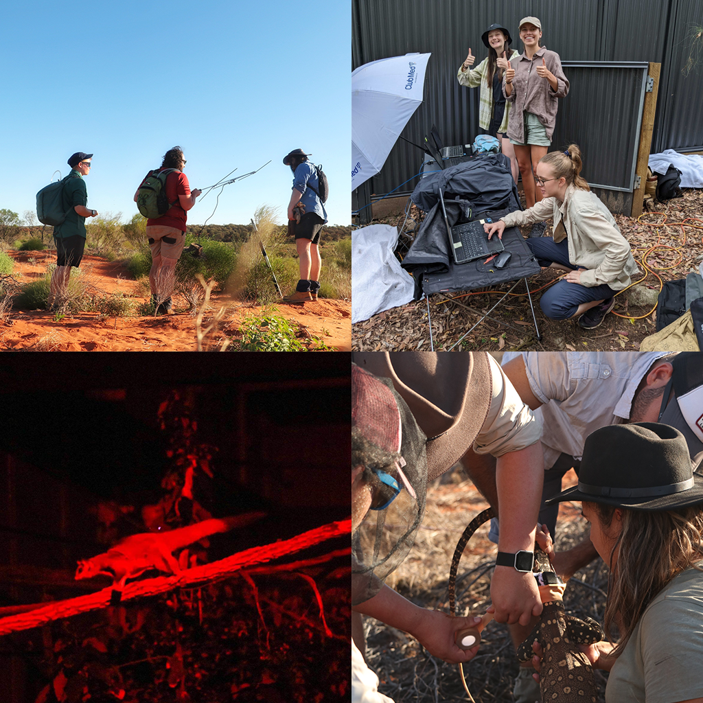 Collage of photos taken during different research trips into multiple places across Australia to study animals in the field.