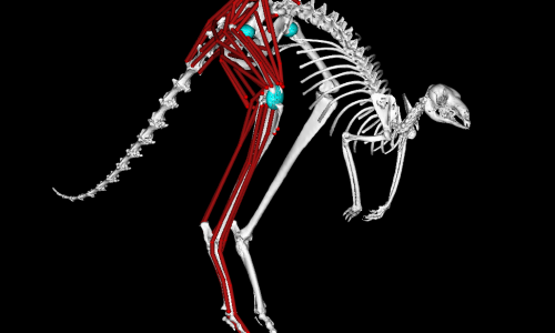 A musko-skeletal model of a Kangaroo to study animal biomechanics of hopping in one of Australia's iconic animal species