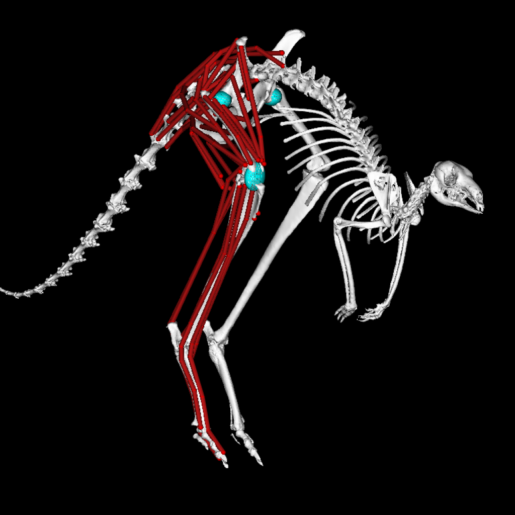 A musko-skeletal model of a Kangaroo to study animal biomechanics of hopping in one of Australia's iconic animal species